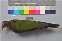 藏品(翠翼鳩)的圖片